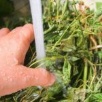 Χρήσιμες ιδιότητες των λαχανικών