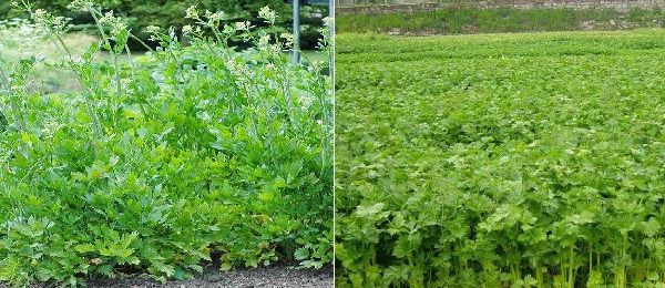 Celery and lovage, how does one differ from the other?