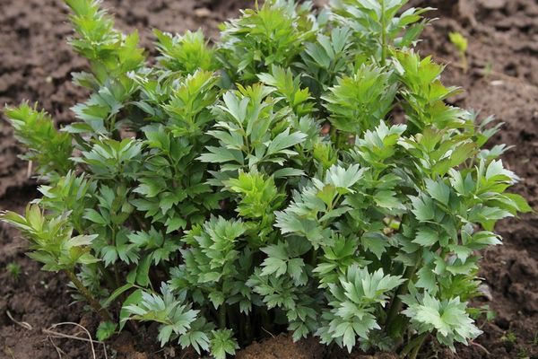 What is a lovage?