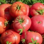 Os tomates mais frutíferos