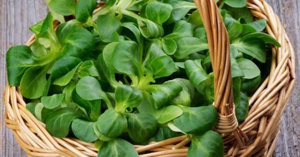 Необичаен корен, предварително сглобен в кошница