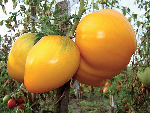 As melhores variedades grandes de tomates