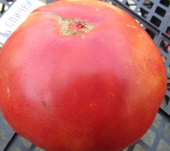 Patte d'ours tomate