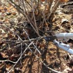 Φραγκοστάφυλο φραγκοστάφυλο το φθινόπωρο