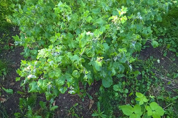Εάν εντοπιστούν σημεία της νόσου, οι βλαστοί που έχουν προσβληθεί πρέπει να απομακρύνονται αμέσως.