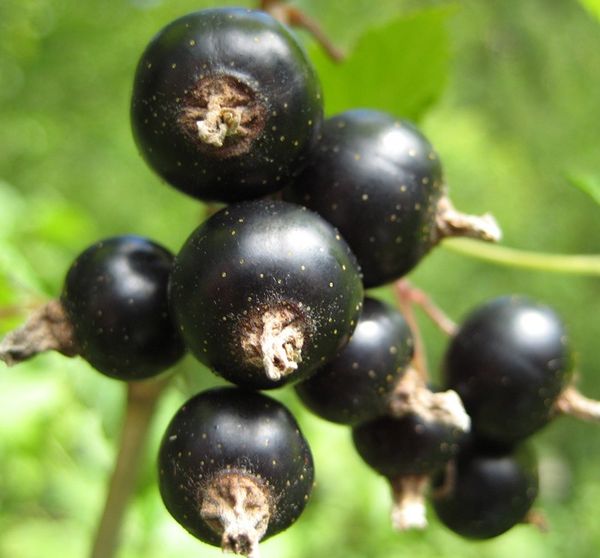 Ποικιλία από μαύρα φραγκοστάφυλα