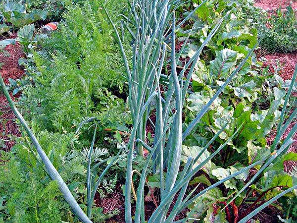 Τεύτλα και τα κρεμμύδια - καλή γειτονιά