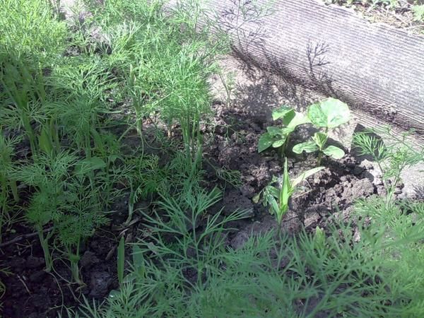 Ο άνθος έχει θετικό αντίκτυπο στην απόδοση των αγγουριών