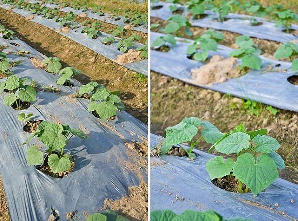 فيلم خيار التطعيم