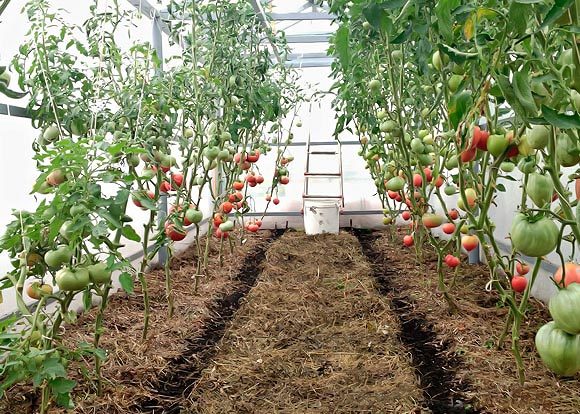 Paillage de tomates