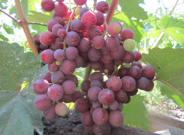  Мускат сорт грозде