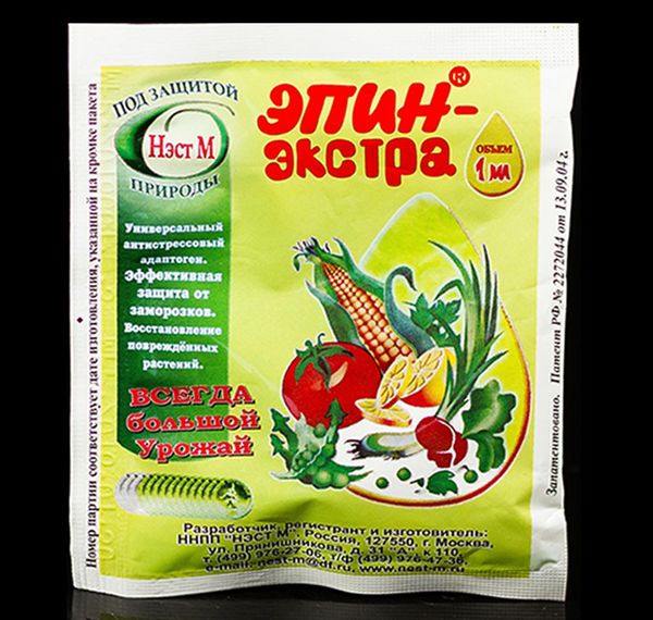 Le trempage des graines à Épinay aidera à accélérer la croissance de la laitue