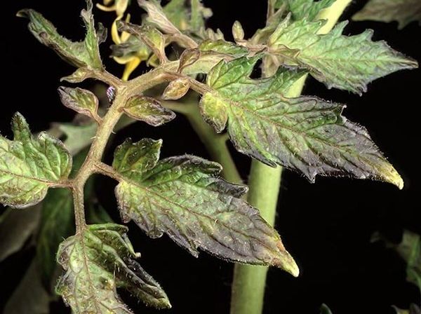 Недостиг на фосфор в листата от домати