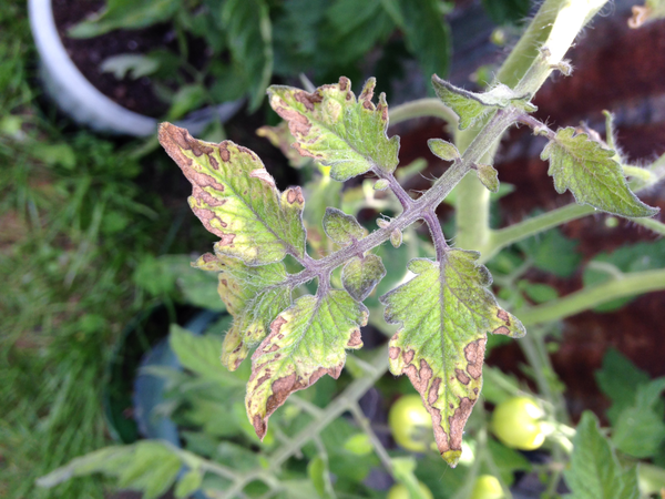 При липса на калиева листна некроза започва от върховете