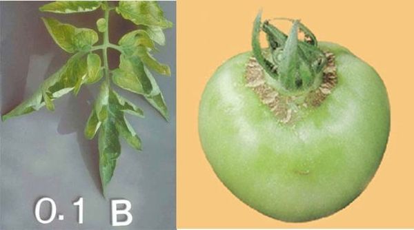 Знаци на недостиг на бор