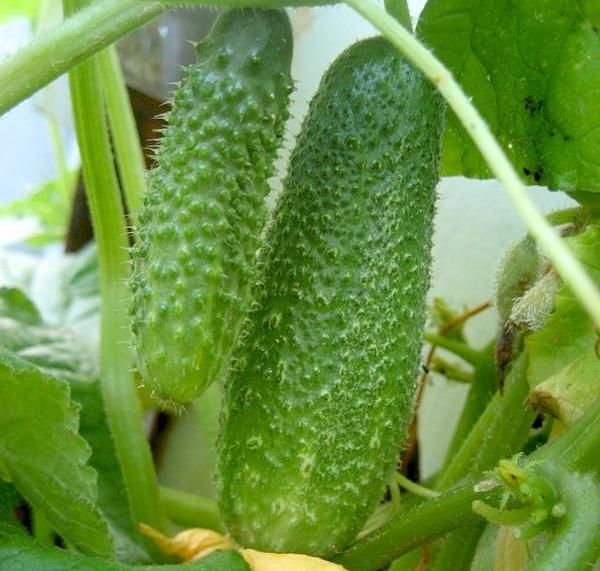 The average weight of the fruit of Connie cucumber - 60-80 grams