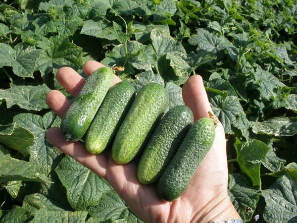 Cucumber harvest must be collected in a timely manner.
