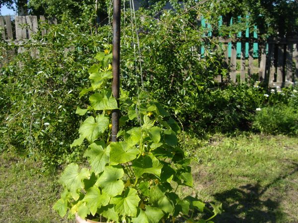 For Connie varieties, the installation of rails or supports is mandatory.