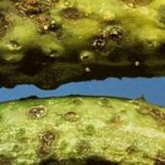 Hastalık ve Önleme