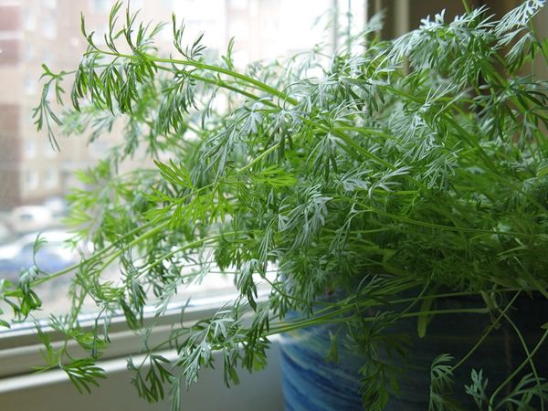  Growing dill on the windowsill