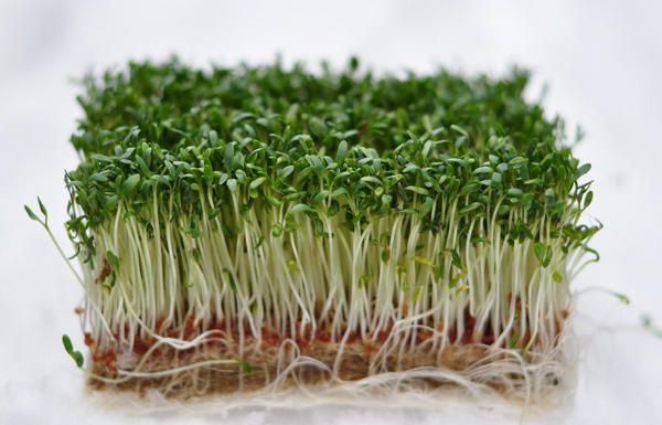 You can germinate dill seeds on wet gauze