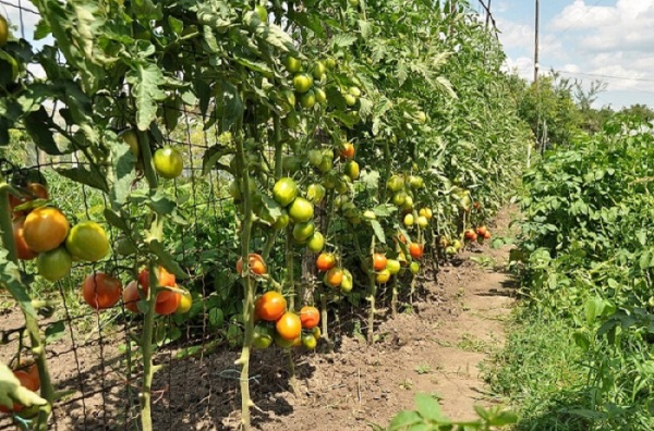 Cultiver des tomates sur un treillis