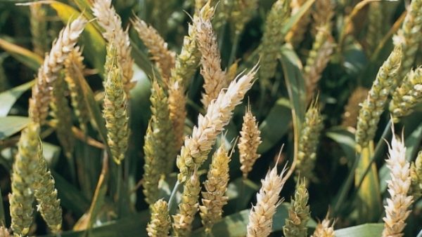 Fusarium buğday kulağı
