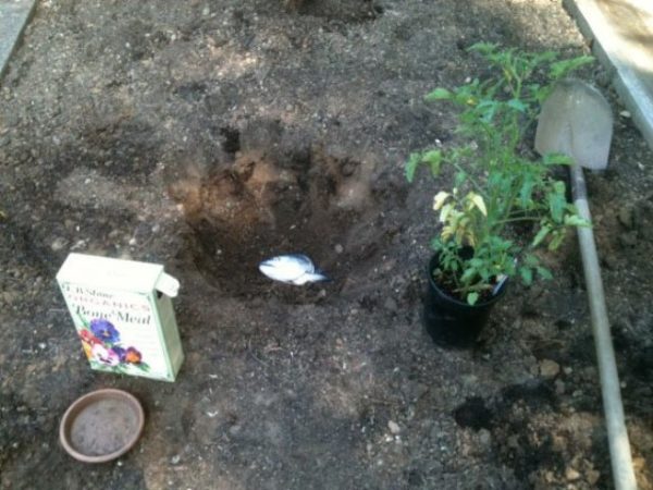 Top vinaigrette poisson tomate