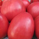 Tomates autopolinizados