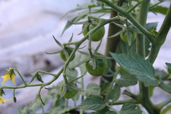 Pour obtenir une bonne récolte, il est nécessaire que le plus de fruits possible puisse commencer
