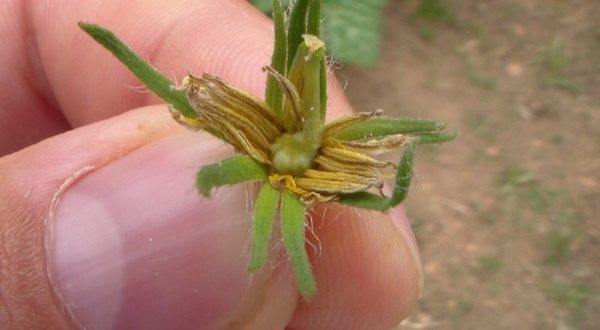 Dans un climat défavorable, les ovaires sèchent et tombent.
