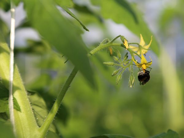 Pollinisation naturelle par les insectes