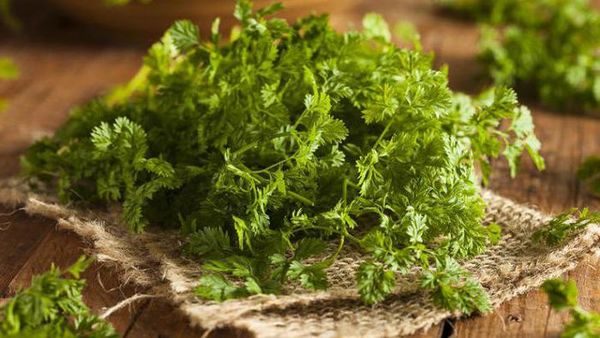 Магданозът се нарязва, когато достигне височина 10-15 см