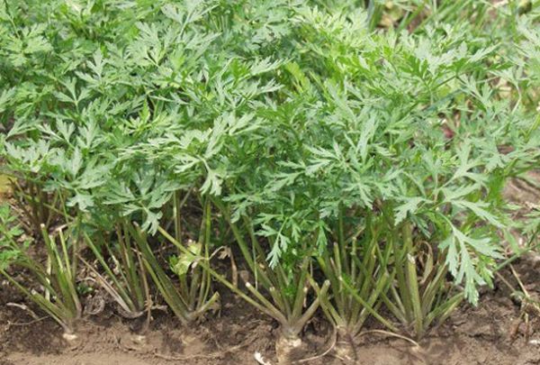 Магданозът не може да бъде възстановен