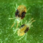 Tétranyque de l'Atlantique