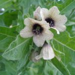 Helen black - utiliser une décoction pour lutter contre les ravageurs