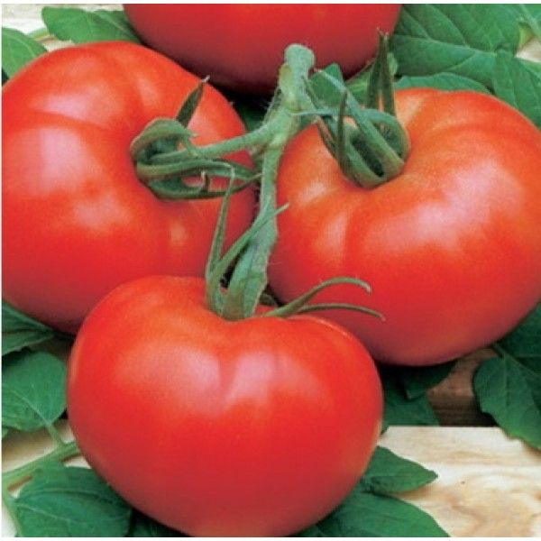 Beschreibung und Eigenschaften der Sorte La-la-fa