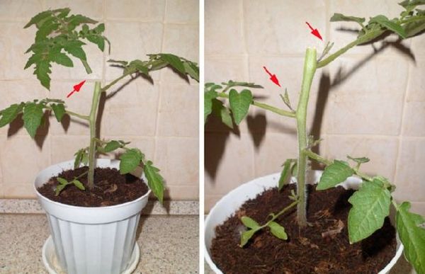 Τσιμπούρισμα φυτά