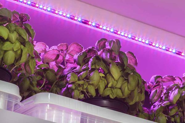 In the winter, you may need additional coverage of pots of basil.