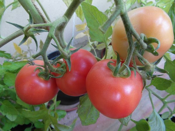 Les meilleures variétés de tomates déterminantes pour les serres en Sibérie