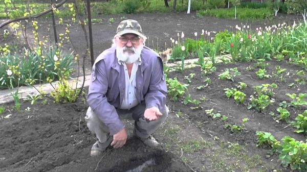 Conditions pour la plantation de tomates en pleine terre en Biélorussie et au Kouban