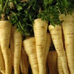 Μαϊντανός ρίζα