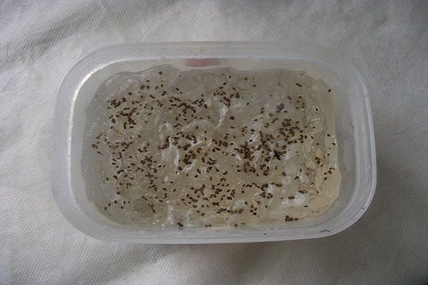 Μαλακτικό σπόρους μαϊντανού