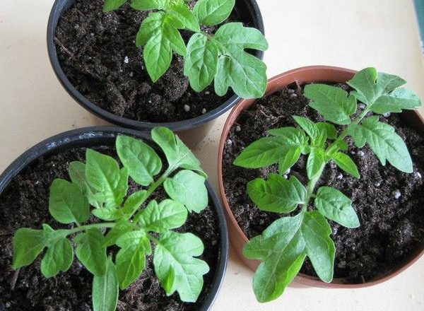 Que faire si les plants de tomates ne poussent pas après la cueillette