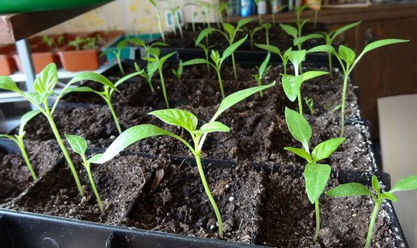 Place pour la croissance des plants doit être ombragé