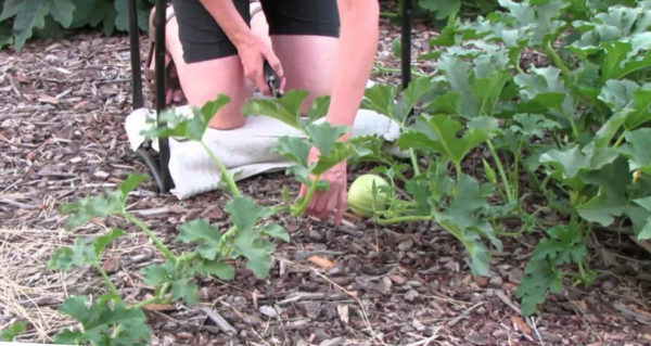 Притискане на тиква