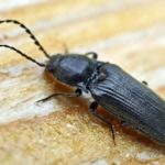 Coléoptère coléoptère