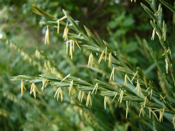 La présence de rampe d’agropyre indique la présence de taupin