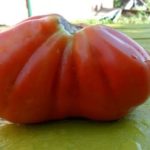 Os tomates mais frutíferos