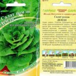 رومان داندي البذور